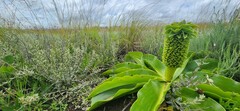 Eucomis autumnalis