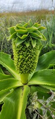Eucomis autumnalis