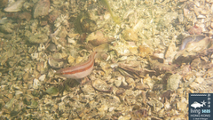 Suezichthys gracilis