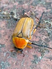 Aphanesthes succinea