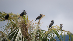 Phalacrocorax carbo sinensis