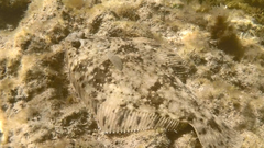 Rhombosolea tapirina