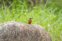 Alcedo atthis bengalensis
