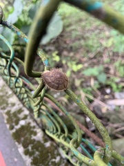 Plectotropis mackensii