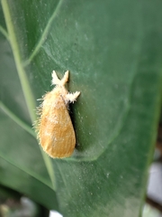 Lymantriinae