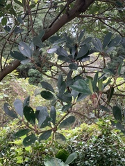 Ternstroemia gymnanthera