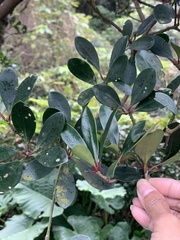 Ternstroemia gymnanthera