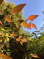 Deeringia polysperma