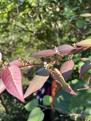 Deeringia polysperma