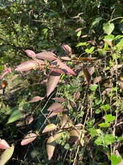 Deeringia polysperma