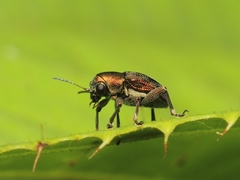 Scelodonta