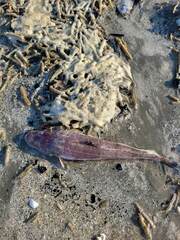 Platycephalidae