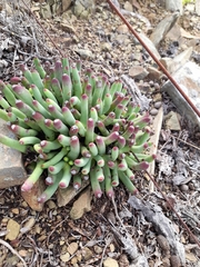 Cylindrophyllum calamiforme