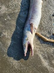Conger conger