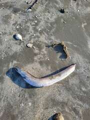 Conger conger