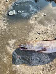 Conger conger