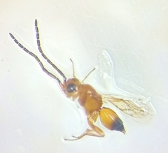 Ceraphronidae