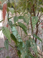 Rubus swinhoei