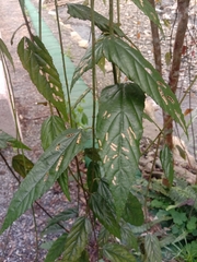 Rubus swinhoei