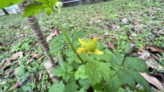 Ranunculus sieboldii