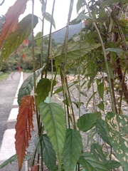 Rubus swinhoei