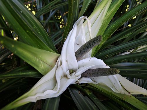 Kiekie (Freycinetia banksii)