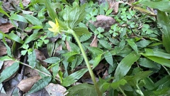 Ranunculus sieboldii