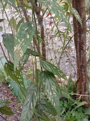 Rubus swinhoei
