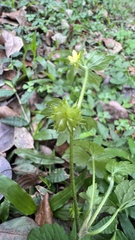 Ranunculus sieboldii