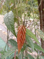 Rubus swinhoei