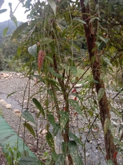 Rubus swinhoei