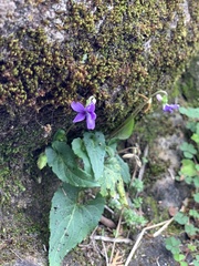 Viola inconspicua nagasakiensis