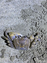 Ocypode sinensis