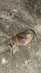 Ocypode sinensis