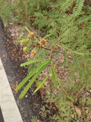 Leucaena leucocephala