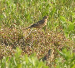 Anthus godlewskii