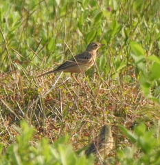 Anthus godlewskii