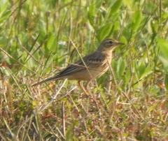 Anthus godlewskii