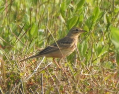 Anthus godlewskii