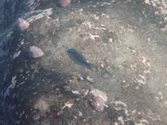 Stethojulis bandanensis