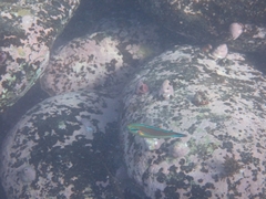 Stethojulis bandanensis