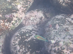 Stethojulis bandanensis