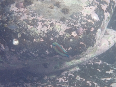 Stethojulis bandanensis