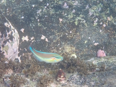 Stethojulis bandanensis