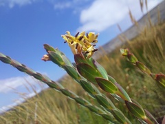 Gnidia oppositifolia