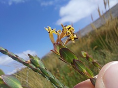 Gnidia oppositifolia