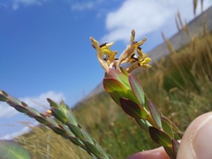 Gnidia oppositifolia