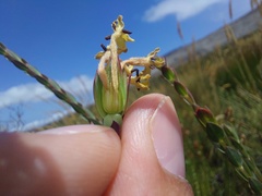 Gnidia oppositifolia