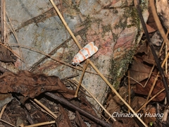 Cyana subalba