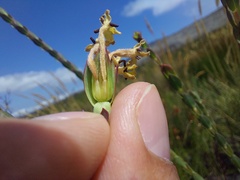 Gnidia oppositifolia